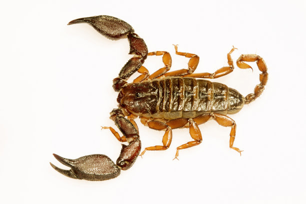 scorpio