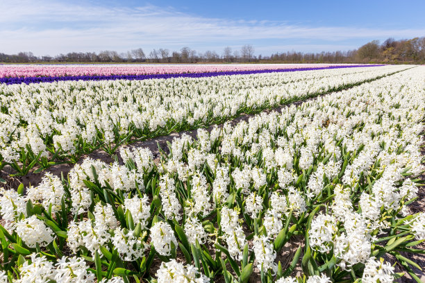 hyacinth