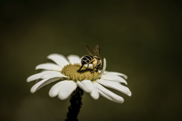采蜜的胡蜂