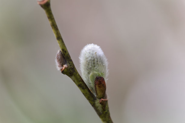 茂密柳枝