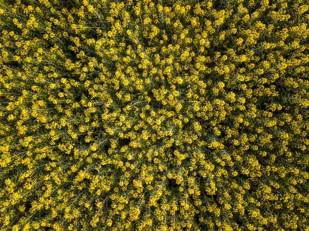 油菜花盛开