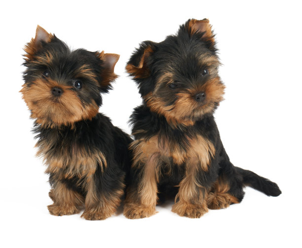 terrier