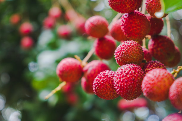 litchi