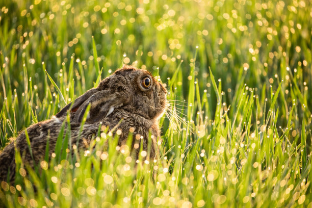 bunny