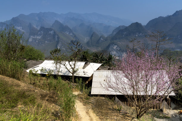 老桃树