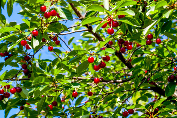 cherries