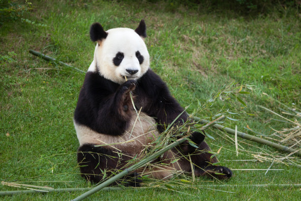 可爱的大熊猫