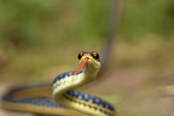 atheris