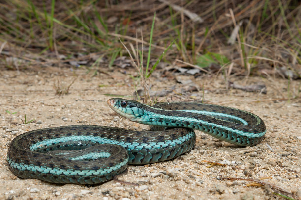 snake