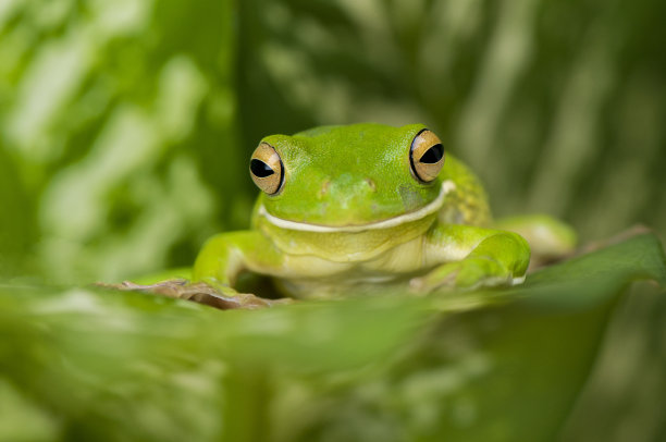 frog