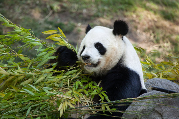 熊猫美食