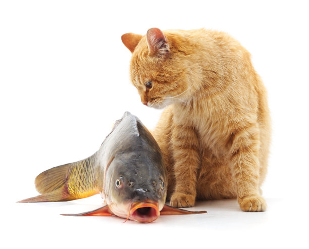 猫捉鱼