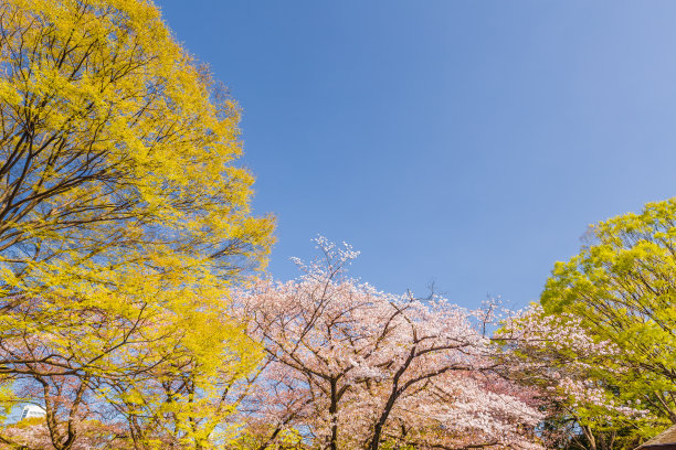 花见节