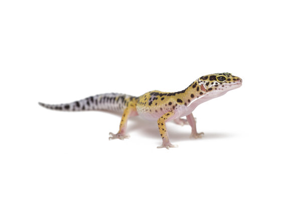 phelsuma
