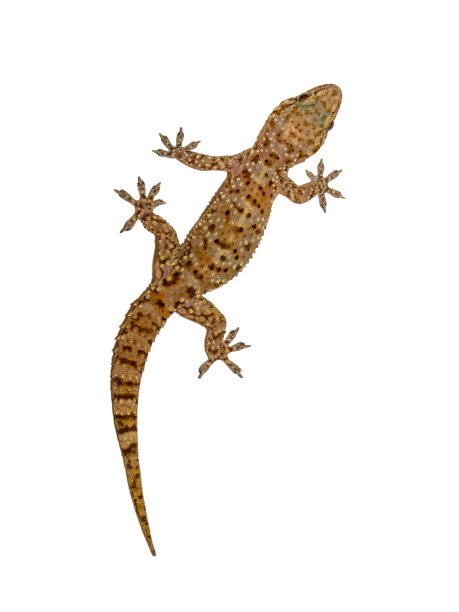 phelsuma