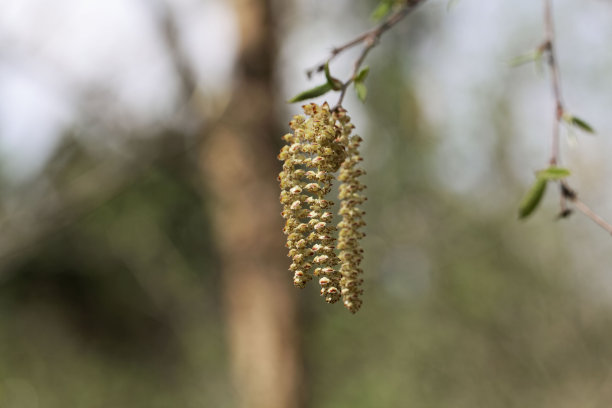 茂密柳枝