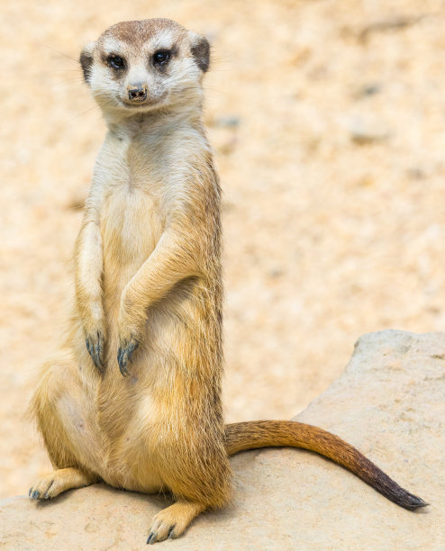 mongoose