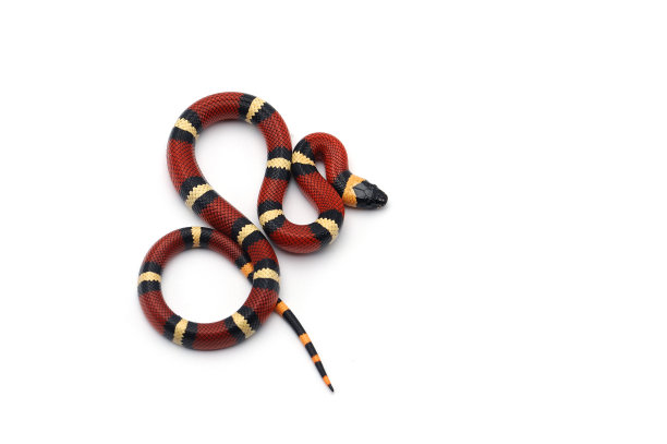 snake