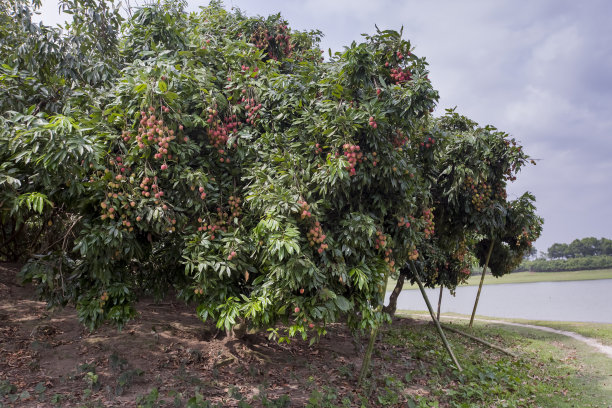 litchi