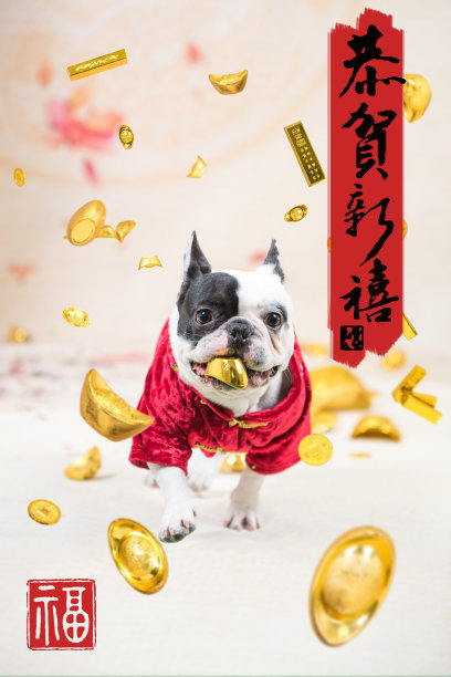 动物眼睛