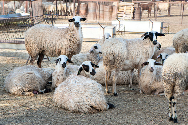 牧人在放羊