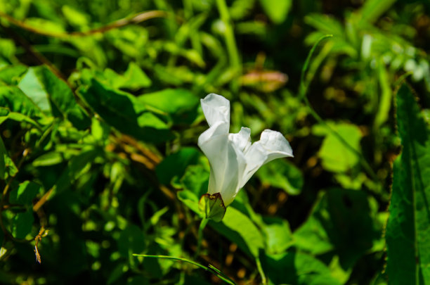 田旋花