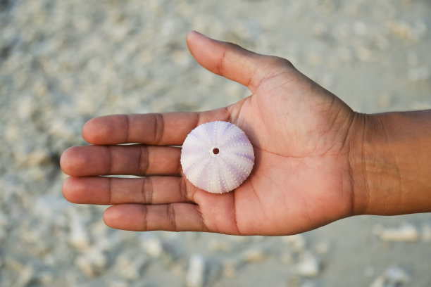 海滨流浪汉