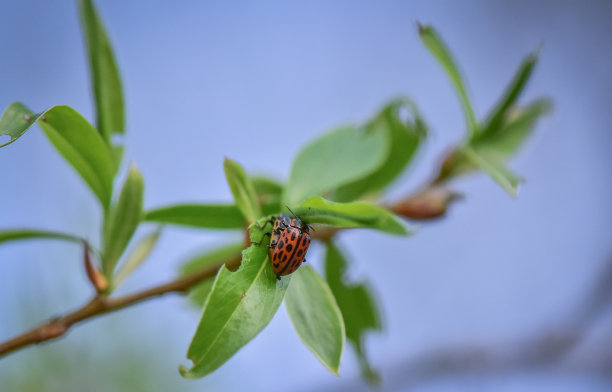 花蕊中的昆虫