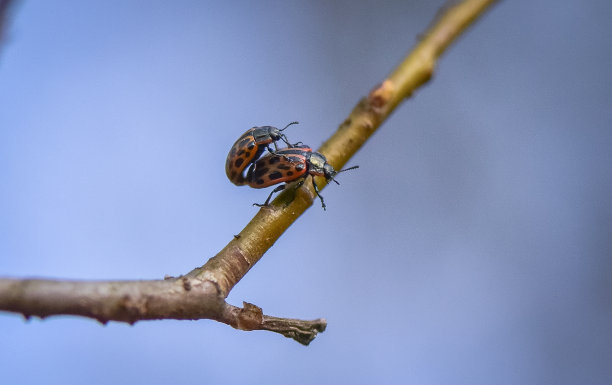 瓢虫图片春天小动物