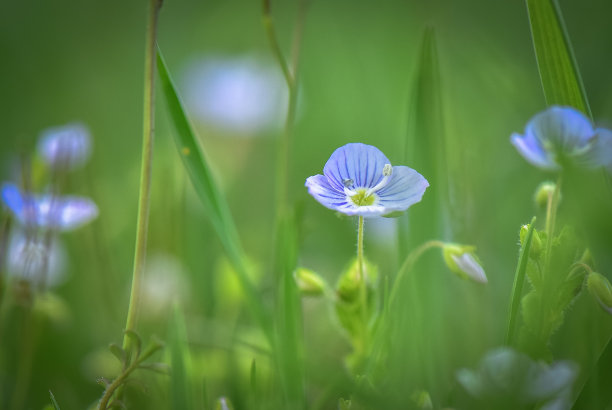 花蕊中的昆虫