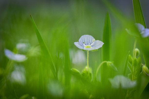 花蕊中的昆虫