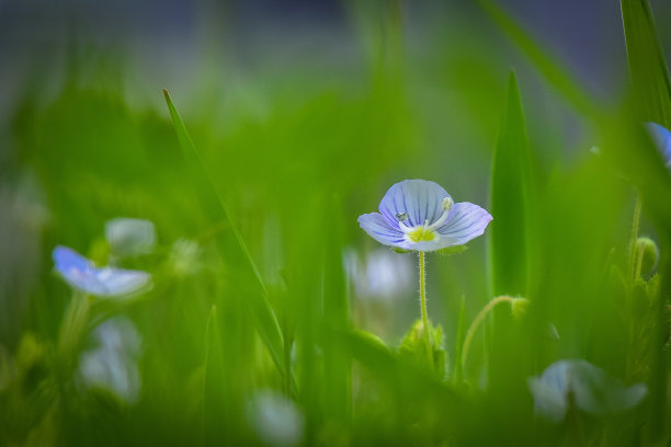 花蕊中的昆虫