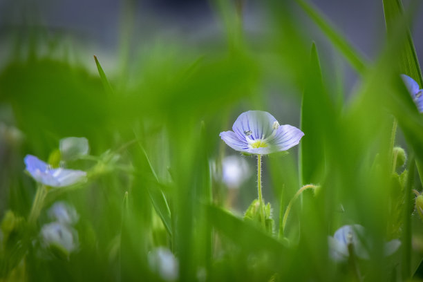 花蕊中的昆虫