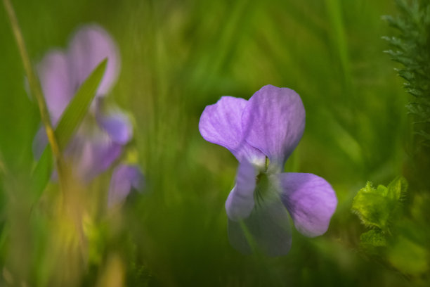 花蕊中的昆虫