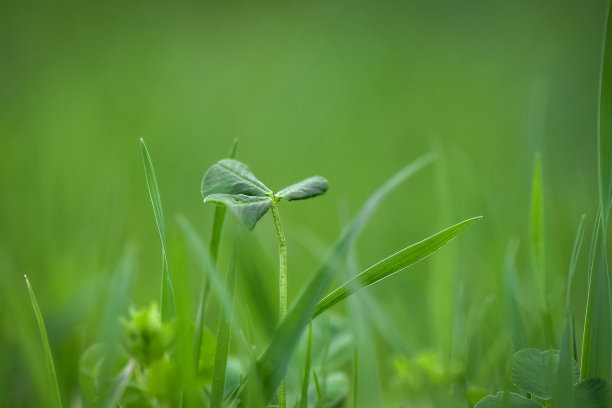 花蕊中的昆虫