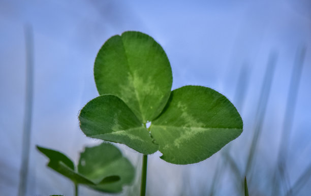 花蕊中的昆虫