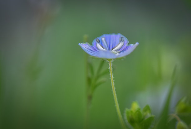 花蕊中的昆虫