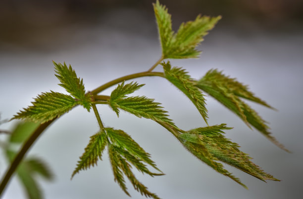 花蕊中的昆虫