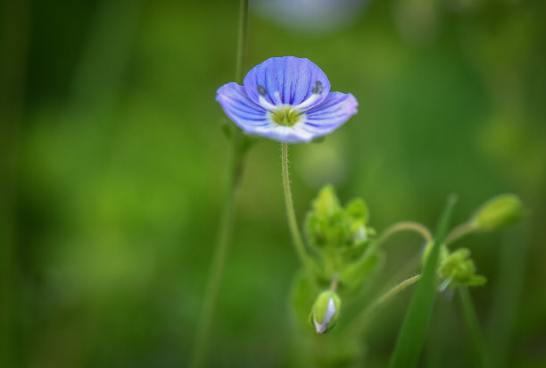 花蕊中的昆虫