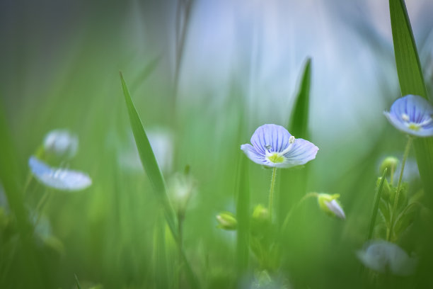 花蕊中的昆虫