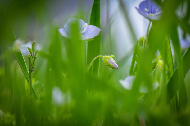 花蕊中的昆虫