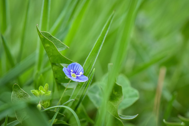 花蕊中的昆虫