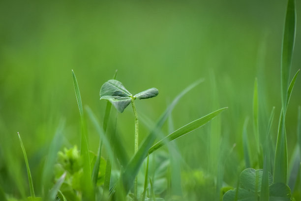 花蕊中的昆虫