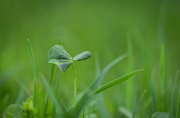 花蕊中的昆虫