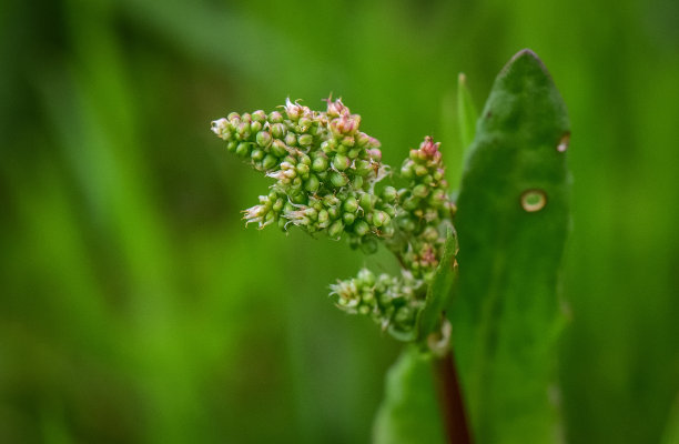 花蕊中的昆虫