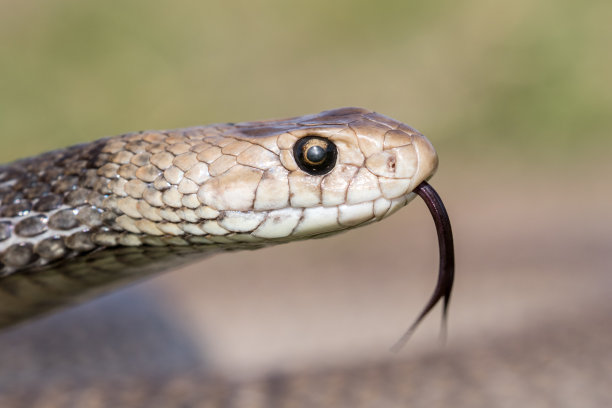 reptilia