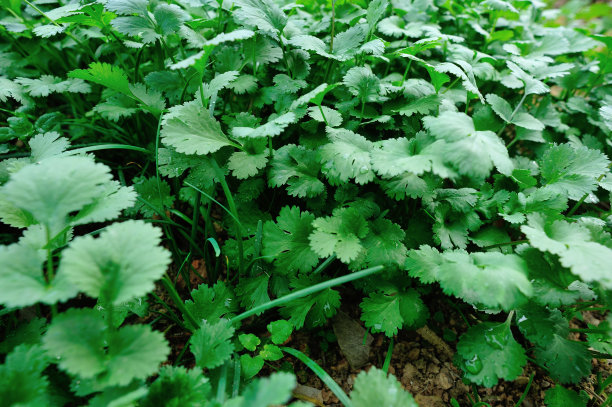 cilantro
