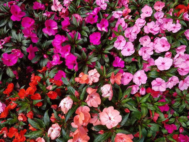 impatiens