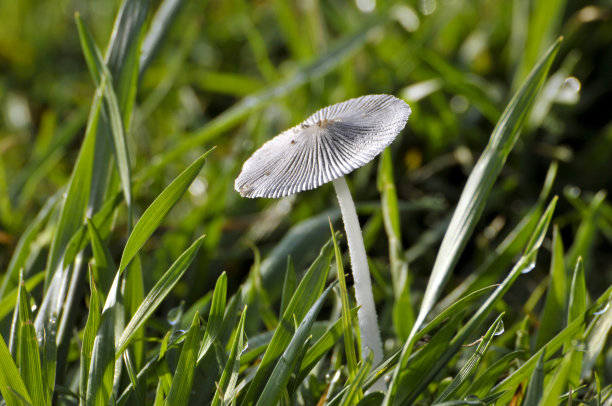 阳光草地菌菇