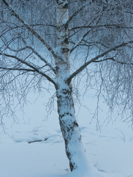 冬季白桦树林白桦树杆雪地